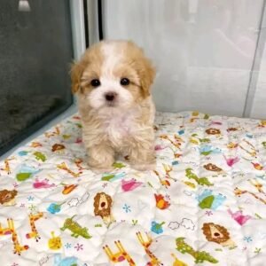 319880183 137737875750469 3980152887978620026 n