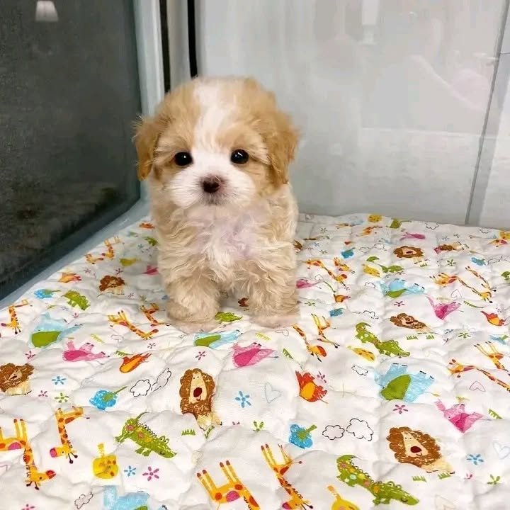 319880183 137737875750469 3980152887978620026 n 319880183 137737875750469 3980152887978620026 n