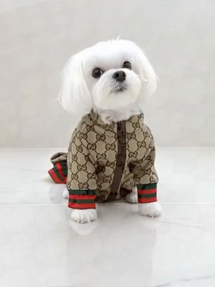 Maltese puppy Maltese puppy