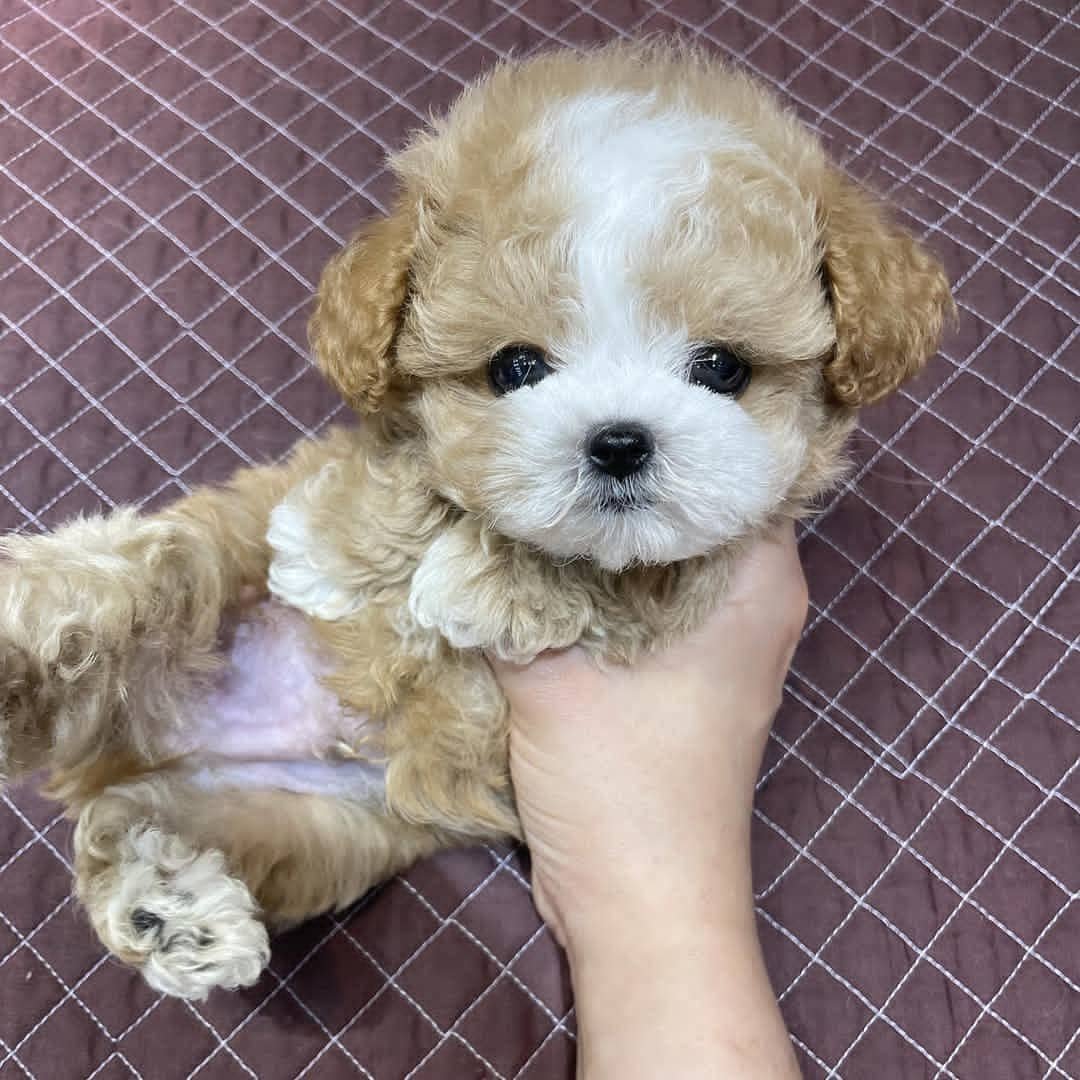 621585839 18074530502372802 6433054776911490677 n 621585839 18074530502372802 6433054776911490677 n