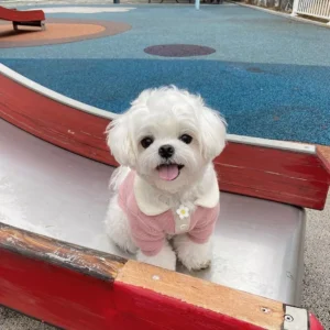 Maltese puppy