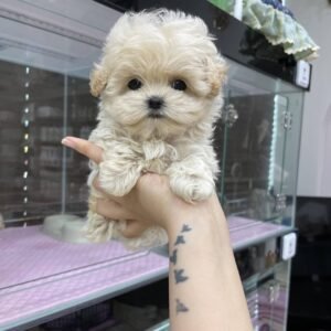 625057844 18081768293240063 9070019995473669366 n