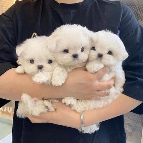 626265372 18079583303257943 3745759429956678680 n