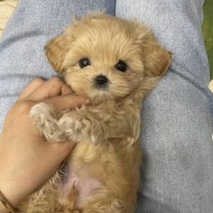 626529725 18091810852952265 5745147875047479077 n