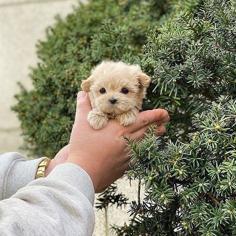 626853295 18113368156627734 6981873221696344116 n