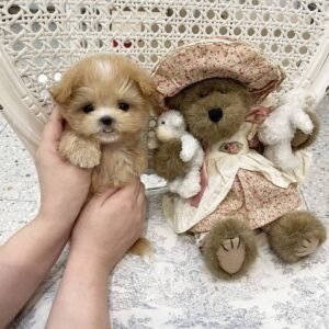 632558185 18435900952116648 2400287347758050780 n