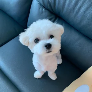 reserve teacup Maltese puppy
