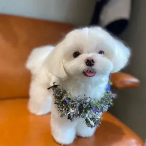 Maltese puppy