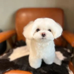Maltese puppy