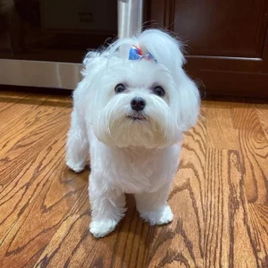 Maltese puppy