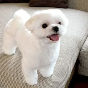 Maltese puppy