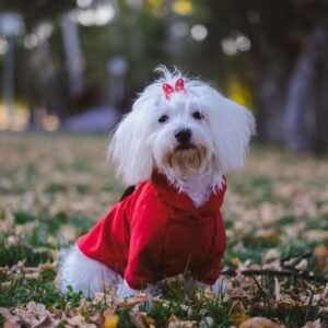 teacup Maltese dogs