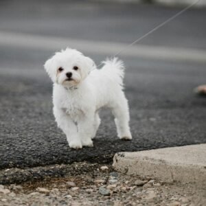 teacup maltese puppies for sale