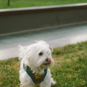 teacup maltese