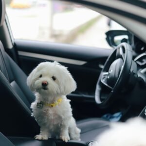 Maltese Teacup dogs for sale