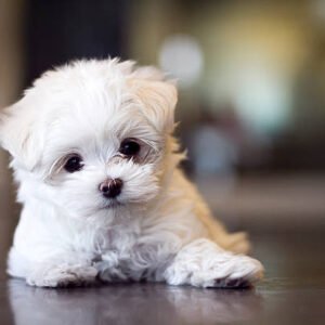 teacup Maltese puppy