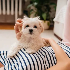 Teacup Maltese puppy