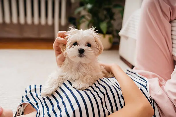 Teacup Maltese puppy Teacup Maltese puppy