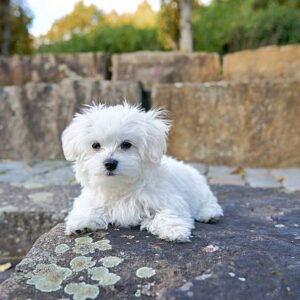 teacup Maltese puppy
