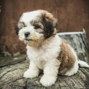 Teacup Maltese puppy