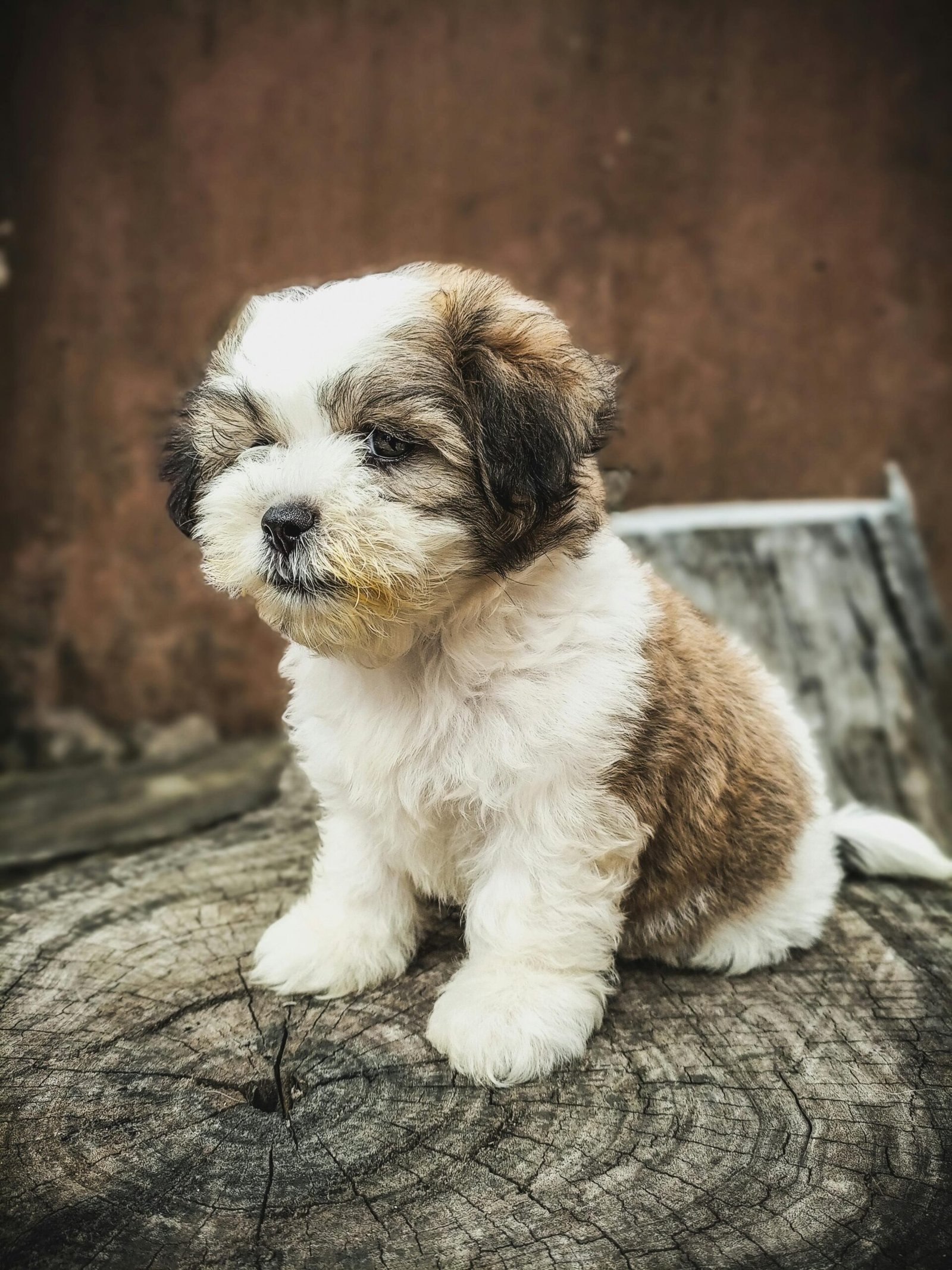 Teacup Maltese puppy Teacup Maltese puppy