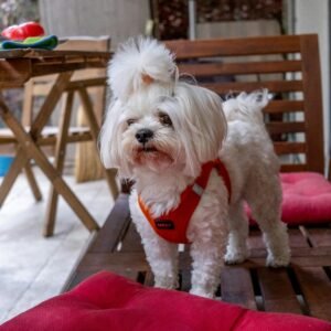teacup maltese puppy for sale